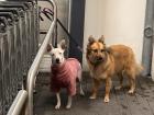 Dogs taking shelter from the rain as their owner grocery shops