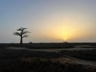 While this area is flat, dry, and sandy there is still a baobab tree growing tall and proud providing food and shelter for the wildlife!