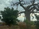 This is a baobab tree that is growing near the edge of a road. As you can see the branches are high off the ground and grow outwards!