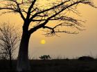 This is a young baobab tree, you can tell because it is not very tall and the trunk is not very wide