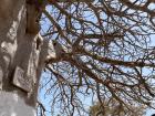 The baobab tree has long beautiful branches that tangle around each other. Even without leaves this tree provides a lot of shade to people and animals