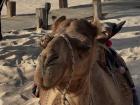 A camel relaxing after a long walk!