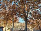 This is a tree outside my physics department that is changing colors.