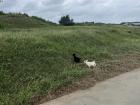 Look at how cute the baby goats are!  They roam around the islands near their farms.