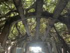 We don't have many trees, so this great banyan tree is a big tourist destination!