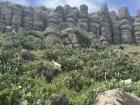 Columnar basalt and cactus, two things Penghu is known for!