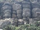 the goats in Penghu like to climb the columnar basalt!