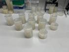 In the laboratory, we maintain P. pacificus on these agar plates that have E. coli bacteria, their food