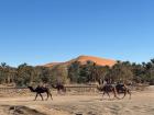 The towering dunes of Merzouga hang over the camel herds that pace along the base