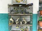 This is too small a cage for so many birds, but unfortunately this situation is a very common occurrence here