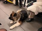 Sometimes commuters bring their pets on the tram