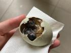 Cracking open my balut, a fertilized duck egg delicacy!