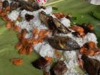 Enjoying fish and shrimp at a "boodle fight," a large shared meal where participants eat with their hands