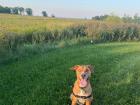 My dog, Apollo, at a park near Lake Michigan, my favorite place in Illinois!