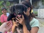 My grade 12 neighbor and her new puppy, Gray!