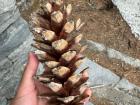 Coniferous trees have their definition in their name: they make cones. These are gymnosperms. "Gymno-" means bare, and "sperm" means seed. Thus, the cones are their bare seeds