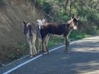 Some donkeys we saw on the drive to the beach