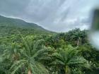 Luscious greenery in Puerto Plata on a rainy day