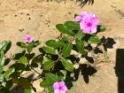 Beautiful pink flowers in my backyard