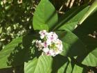 A bunch of white flowers