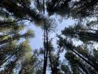 Un bosque de pinos en Bogotá