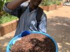 Ngumbi (flying termites) being sold as a delicious snack to anyone passing by!