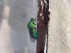 The Cuckoo Wasp is known for their bright metallic colors and can be easily found in Malawi