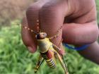 The Malawi grasshopper, also known locally as the "smelly grasshopper", is very colorful but packs a stink for anyone that gets too close 
