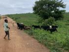 Boy herding goats and cattle near Kauma Village
