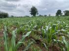 As most families have a plot of land where they plant maize, this is how the whole country looks when rain finally comes in large quantities during the rainy season. Everywhere you look is green, green, green!