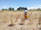 Hopefully this gives you a good idea of just how DRY everything gets when you have the sun beating down with no rain during the dry season