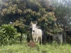 More cows! They usually are let free to graze and wander