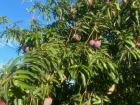 My host family had two enormous mango trees in their backyard