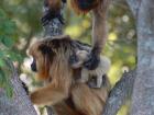 The family of monkeys in my backyard had a baby!