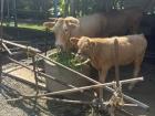 After Kathin celebrations, we went to Kaelyn and Davin's grandparents' farm--look at how cute these cows are!