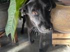 This is a dog that lives near Kaelyn and Davin's house. Her name is Dummy--how funny!