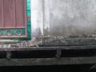 We saw many water monitors on our boat ride through the canals