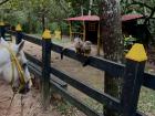 I saw two monkeys and a horse in Villavicencio in October of 2024!