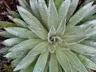 A bird's-eye view of a frailejon with hairs on the leaves. It looks so fuzzy!
