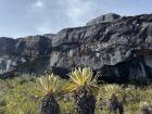 Tall frailejones in the Páramos de Pisba with really long "trunks"