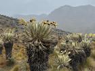 Here are some less vibrant frailejon flowers