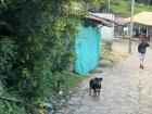 I found a dog during my weekly hike up Monserrate