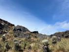 Frailejones in the Páramos de Pisba in Boyaca, Colombia