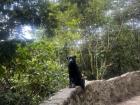 Dogs oftentimes roam freely without a leash