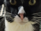 Meet Edwin's cat, Lilo!
