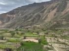 The farmers who own these fields and live in the canyon do their best to coexist with the condors because they attract lots of tourists to the area, which helps local businesses