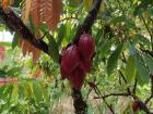 A cacao tree bearing fruits that are almost ripe for harvest