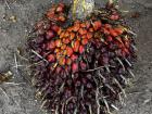 A bunch of palm oil kernels