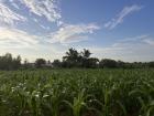 A corn field