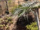 When I began working on this year's garden, I shaded the nursery bed with palm fronds